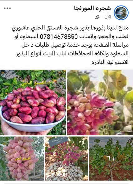 متاح لدينا بذورها بذور شجرة الفستق الحلبي عاشوري
لطلب والحجز واتساب *********** السماوه أو مراسلة الصفحه يوجد خدمة توصيل طلبات داخل السماوه ولكافة المحافظات لباب البيت أنواع البذور الاستوائية النادره
