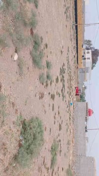 وره لبراز • ٣ قطع • ٢٠٠م