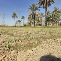 ٦ دونم • طابو سند ٢٥ • ناحية الخيرات