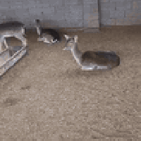 لاصحاب المزارع والنوادر⁦♥️⁩🤗 متوفر  غزلان فلودير 😍🫎😍🫎😍🫎امايات عمرهن ٣ ...