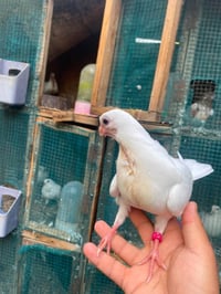 طيور • ٣٤ • محاويل