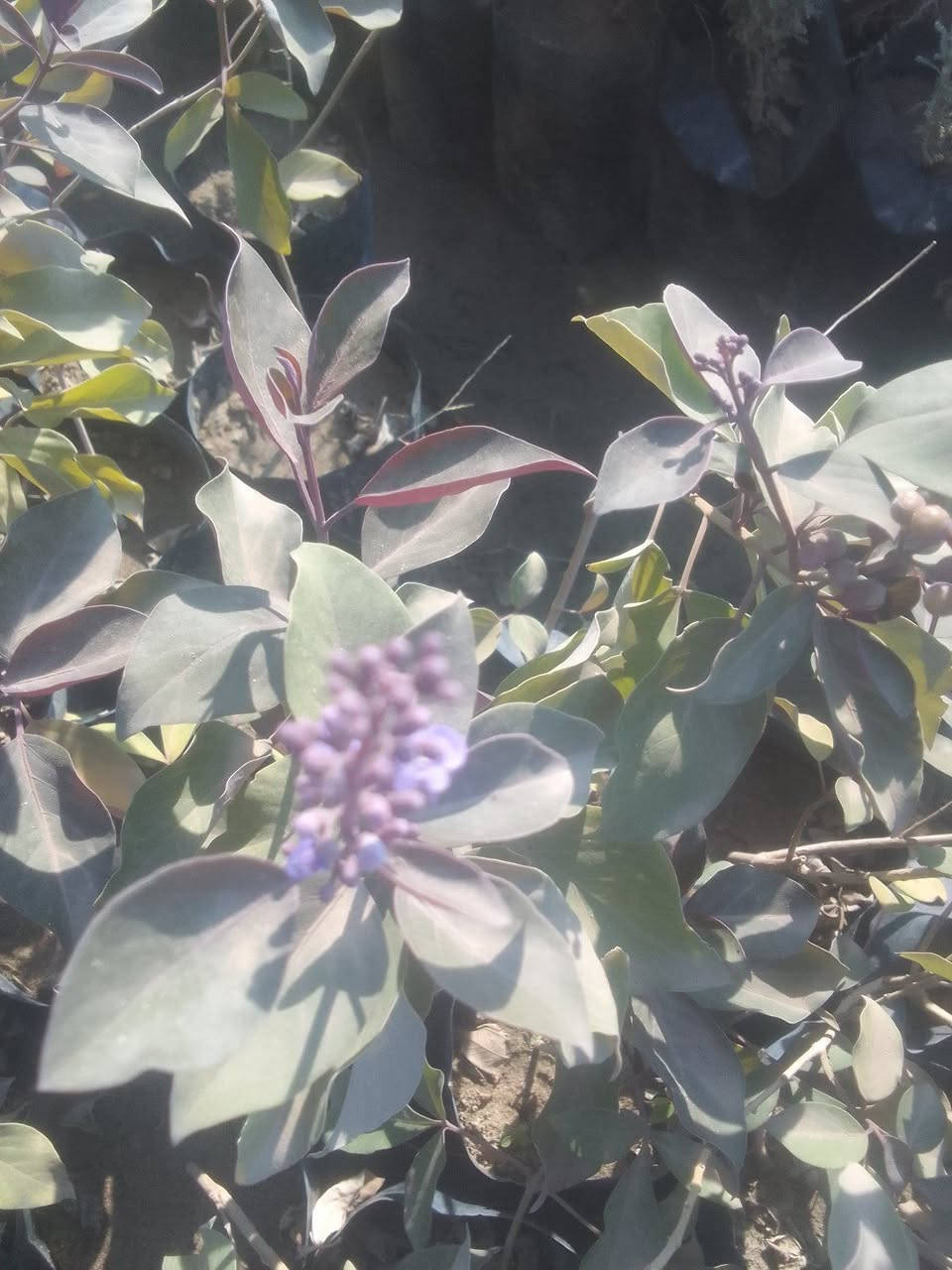 كف مريم كل 3شتلات ب5
للطلب***********واتساب
التوصيل داخل بغداد فقط
