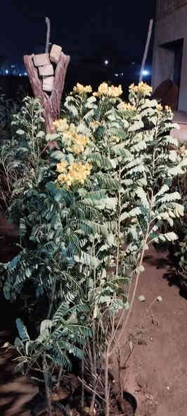 يتوفر جميع انواع الزرع المثمره والغير مثمره تعديل وزرع الحدائق ابو انور ***********النهروان شارع الشمري 
ورد الجوري
ورد الصباح الوان
ورد الرازقي
اكاسيه مصريه
جهنمي متسلق+قزمي
دم العاشق
ورد السجاد
كليل الجبل
حمضيات صينيه محمل
صبار
دفله
كابرس
قلنطوز
بخور
الياس
تين
رمان مصري
رمان عراقي
رازقي سوري 
ثيل
رارنج عراقي
