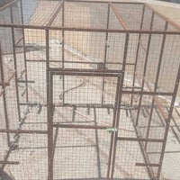 قفص • ١٫٥×١٫٥×١٫٥م • أربيل