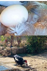 يوجد جوز بط مصري للبيع مال العام الانثيه بياضه شوفت العين خلايات من اي...