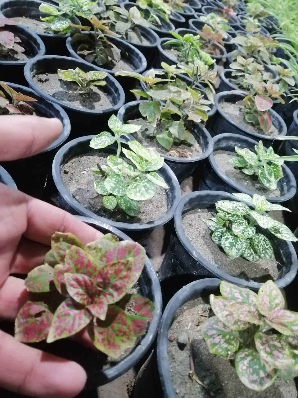 ((مشتل حديثة المركزي))
الموقع #
قرب دائرة البريد بسوق حديثة
دائما مستمرين وياكم

 ب((١٠٠٠)) فقط 
عرووووضنا  وبأسعار بلاششششششش🙂✌️
فقط وبس يمنا)) 😉🌺✌️

لاستفسار زورو صفحتنا أو الاتصال على الرقم
***********
اهلاوسهلا بالجميع ❤️
