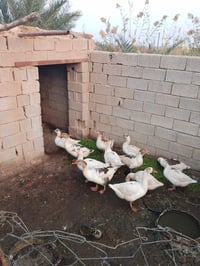 بطوط • للبيع • رفاعي