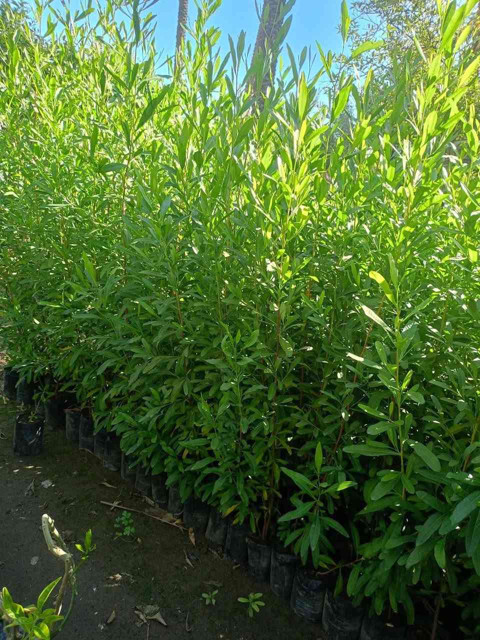 ددونيا ارتفاع متر كثيفه
١٠٠٠ الف  السعر

عنوان تقاطع سبعه نيسان


**إذا كنت صاحب هذا الإعلان وتريد حذفه لأي سبب، رجاءا أرسل رسالة إلى الدعم الفني**