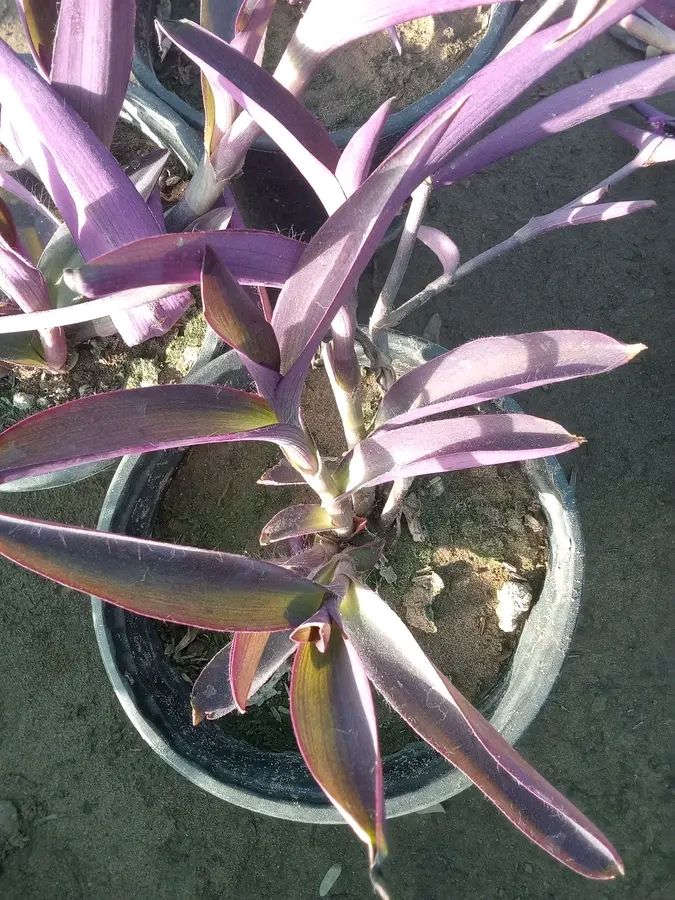 وجبه جديدة كل 3سنادين ب5
كاريزيا 3سنادين ب5 
شوكه المسيح 3سنادين ب5 
بنفسج 3سنادين ب5 
دمعه الطفل 3سنادين ب5 
التوصيل داخل بغداد فقط 
للطلب*********** واتساب
