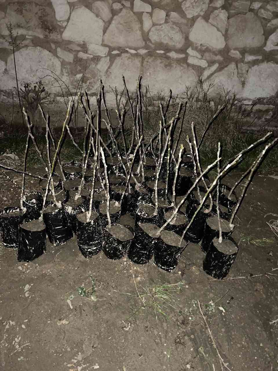 متوفر صنف تين مستورد يحمل موسمين بالسنه غزير الانتاج


**إذا كنت صاحب هذا الإعلان وتريد حذفه لأي سبب، رجاءا أرسل رسالة إلى الدعم الفني**