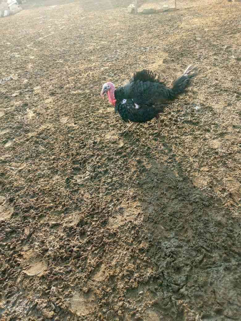 السلام عليكم للبيع ديك شيشي خشن السعر 85 ألف// ديك دجاج هراتي عمر سنة السعر 55 .. للتواصل ***********
