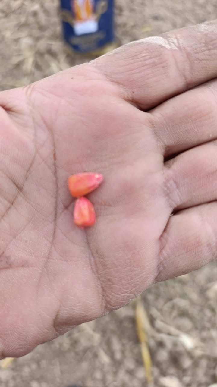 بدء موسم زراعة الذراء الصفراء للموسم الربيعي والذي يتوقع ان يكون هذا الموسم من افضل المواسم لفلاح الذره لغياب منافسة المستورد وارتفاع الضرائب ذرة فرات عن تجربة انتاج وفير ونبات غزير ومن الله التوفيق


**إذا كنت صاحب هذا الإعلان وتريد حذفه لأي سبب، رجاءا أرسل رسالة إلى الدعم الفني**