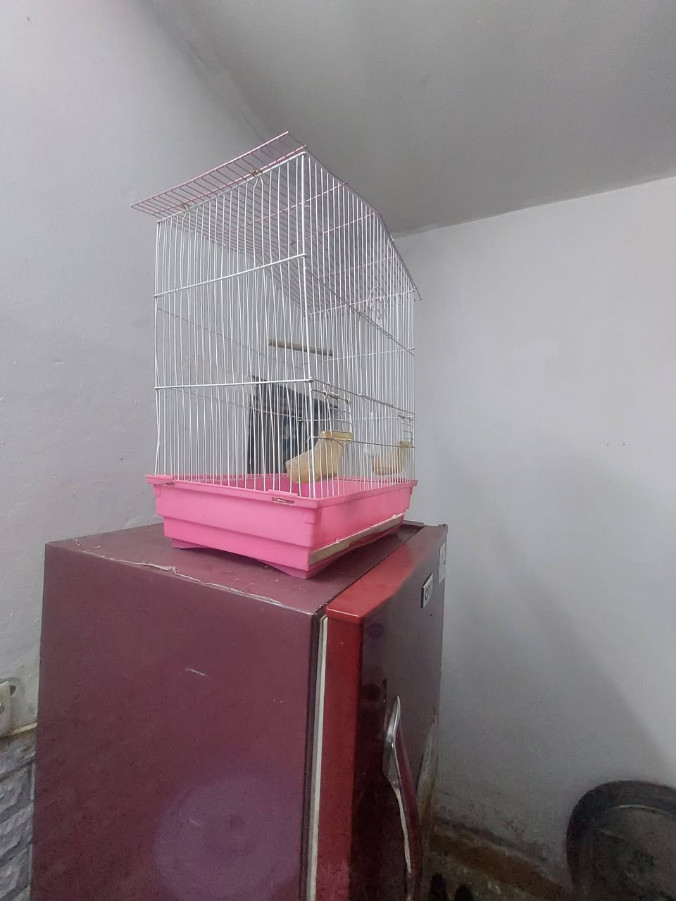 السلام عليكم 
قفص بلبل طيور حب اي شي 
السعر ١٥ الف *********** شهداء البياع
