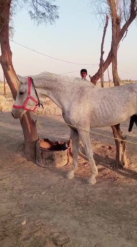 ياالله سلام عليكم خيالتنه العزاز وين اليدور الزين حصان عربي البيع رتفاع 153 عمره 3سنوات ونص حصان كامل المواصفات راس وشليل صاغ سلم مراوس حسب القناعه السعر 850   المكان الحمزه الغربي *********** الكورك بي واتساب ***********
