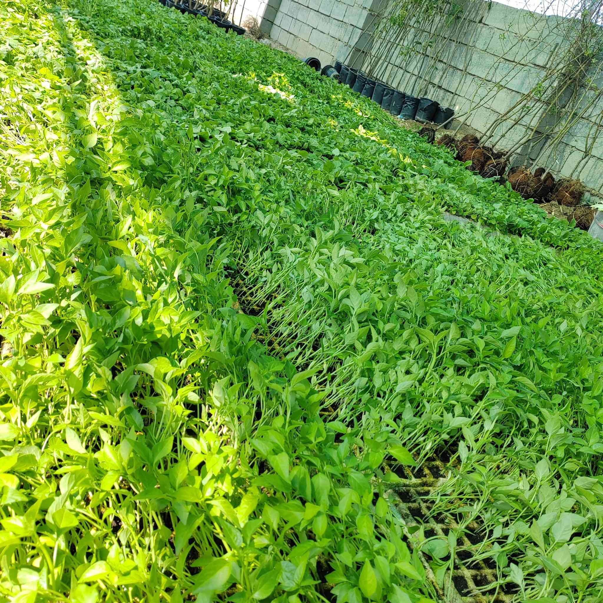 علی بركه الله یتوفر دايه باذنجان عراقي وسوري فلفل حار وبارد طماطه الفلینه 10 الاف جمله وموجود مفرد 
المکان دیالی / الغالبيه /مقابيل بانزین خانه عین الشمس 
للاستفسار 
***********
***********
