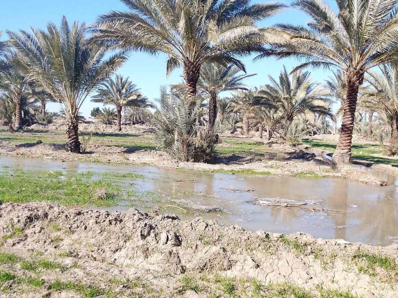 السلام عليكم
ارض زراعيه للبيع مساحتها 17دونم 

جنس الأرض اصلاح زراعي سند 35 

تتوفر خدمات ماء اساله وكهرباء ومياه سقي 

موقع ورديه خارج 

تبعد عن شارع العام 700 متر 

تحتوي على بستان نخيل يتكون من 400 نخله 

وبيوت عدد 2 بناء قديم 

سعر دونم 15 وبيه مجال ***********
