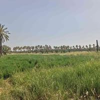١٠٠٠م • طابو زراعي سند ٢٥ • مي سقي وكهرباء