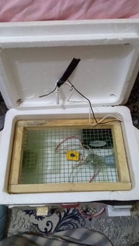 فقاسة شبه جديدة • ٤٥ بيضة • نجف الأنصار