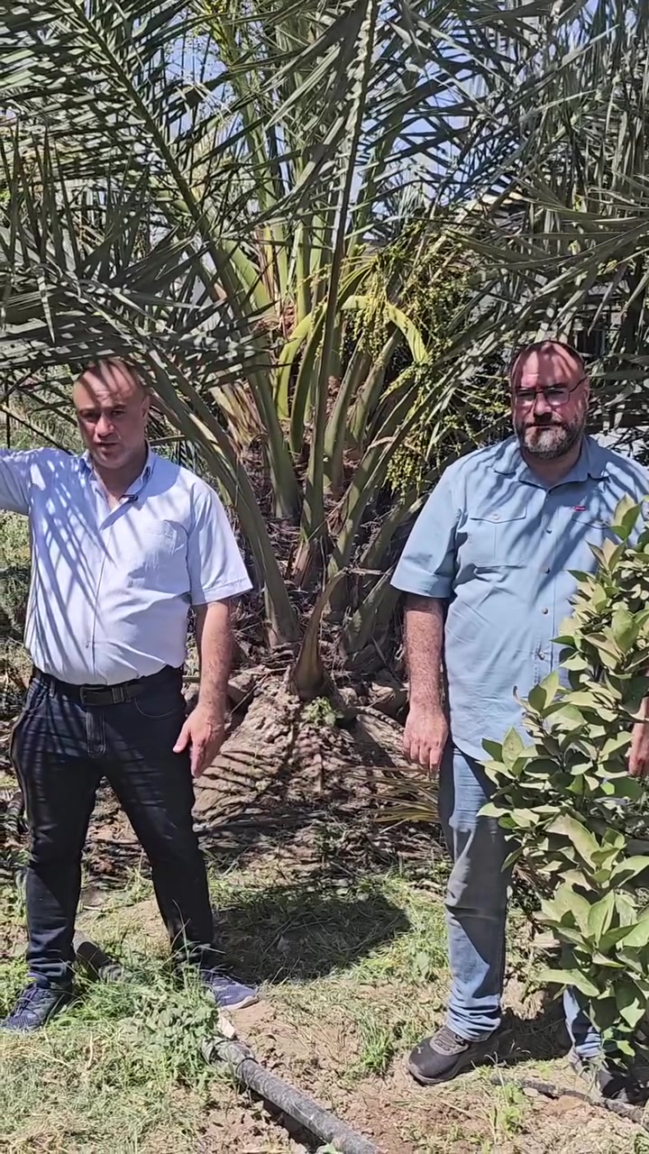 السيلازل هو الحل
نتائج رائعة يحققها السيلازل على العناكب والحشرات الماسة 
والاهم انه مصرح بالزراعة العضوية ولا يترك اثر متبقي في الثمار
والسيلازل فعال جدا على حشرة الدوباس ايضا 
كذلك بالنسبة لمكافحة حشرة الحميرة الوقت الافضل للمكافحة مع التلقيح 
وحاليا الافضل هو نصب المصائد الفرمونية لمعرفة وجود الافة والتقليل من اعداد الحشرات الكاملة 
كما يمكن استخدام السبينوساد الذي مصرح بأستخدامه في الزراعة العضوية ايضا 
للمزيد من المعلومات والاستفسار 
مكتب النور الزراعي ( شركة الماس الاصفر )
بغداد - اليوسفية - علوة الرمل 
***********
*********** 
 #الدوباس #سيلازل #agriculture #ثمار #spinosad #عضوي #بيئة #تلوث #متبقيات #مبيدات #نخيل #فسيلة #زراعة
