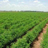 خلف عبيد السلطان • دونم • واجهة ٥٠