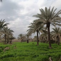 شعير • ٧ دوانم • الحمزة الغربي