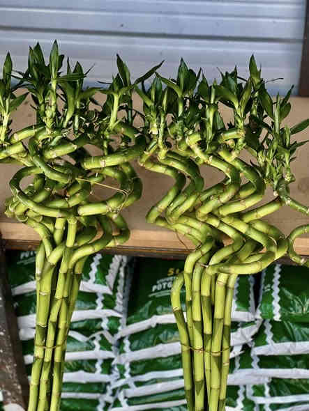 متوفر. نباتات ضليه داخل البيت 
مقرنص مال حدائق موجود حصو هم موجود العنون شارع المستشفى مشتل اجبله توصيل موجود داخل جبله ***********
