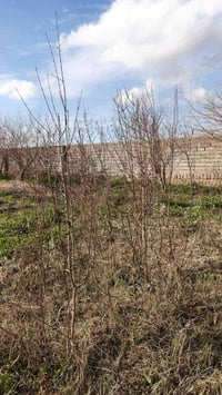 نبيع شجرة مشمش ‏‪07518415031‬‏