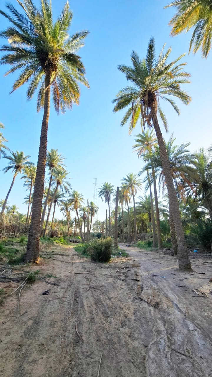 🪷بـستان للبيع مساحه (١٩٠٠ )متر طابو زراعي سند ٢٥ قرار وتنازل بالمحكمه سند مفروز وحده بأسم شخص واحد
🪷بـستان للبيع مساحه (١٩٠٠ )متر طابو زراعي سند ٢٥ قرار وتنازل بالمحكمه سند مفروز وحده بأسم شخص واحد 
قريب جدا للشارع مسافه ٥٠ متر عن الشارع و١٠٠ متر عن الشط
متوفر جميع للخدمات قرب شط الكوفه  مقابل الكورنيش 
العنوان : النجف الاشرف . قضاء الكوفه ، قرب البو ماضي 
عقار ١٨ مقاطعه ١٩ سند ٢٥ 
✋ السعر  225 مليون  ***********
