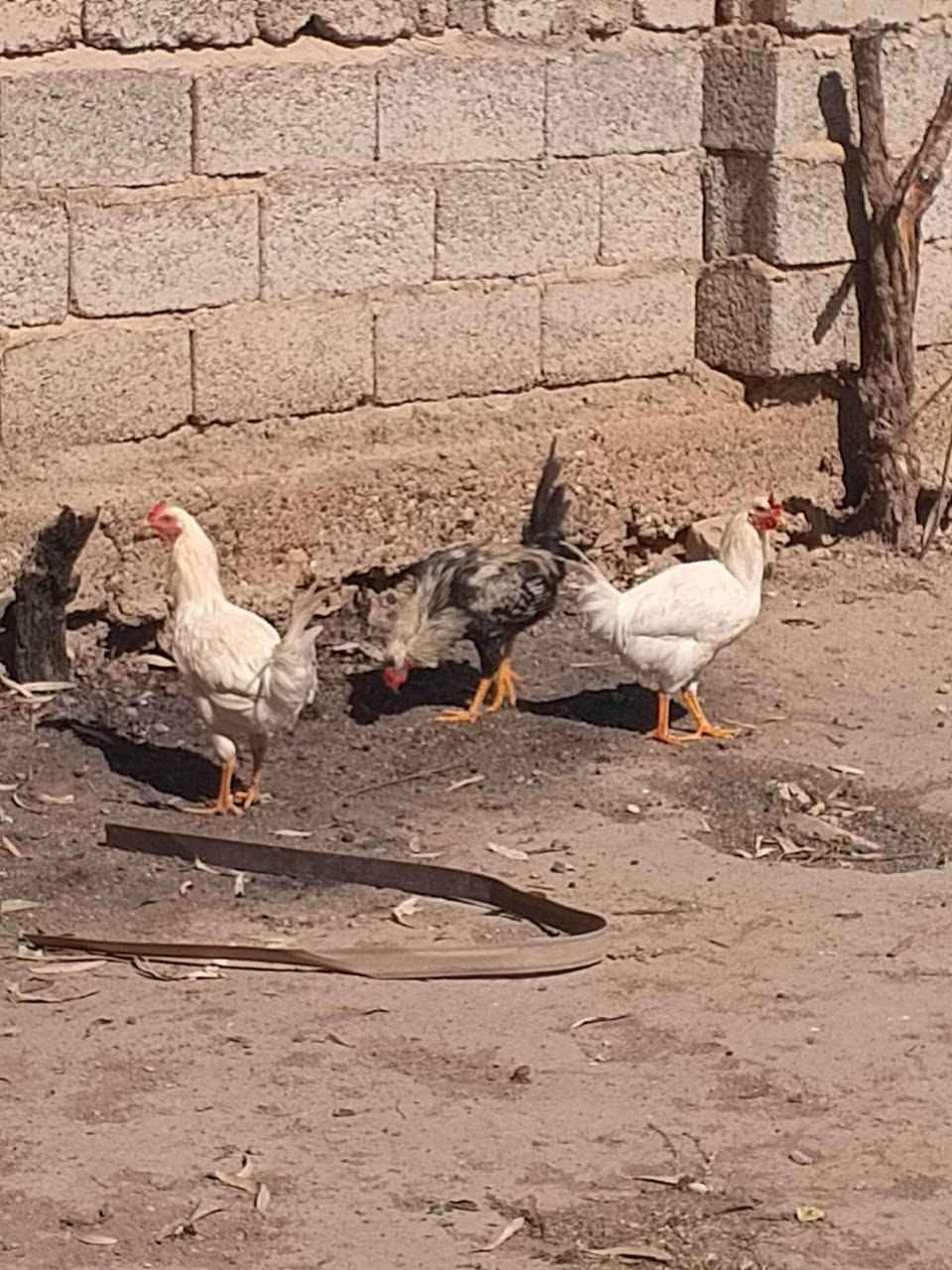 سلام عليكم
1شمسي

1كويتي

2بيظ صافي

1شوكي كلمن وسعره مكاني تاجي مقابيل من شئت نصر

الشراي يدلل ***********
