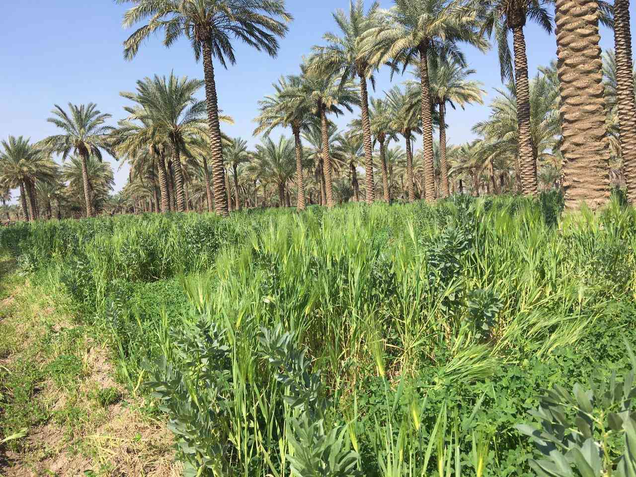 بستان ملك زراعي صرف  معروضة للبيع ( بستان العبيدي )  في منطقة ابو غريب  رقم القطعة ٨/ ١٧ مقاطعه ١٢ الفخرية   قرب  جامع حميد شعبان  الزوينات المساحة ( ٢٠ دونم )  الري من نهر ابو غريب و لها  نهرين موصولة بها ، فيها دار للسكن و مرافق خدمية اخرى  ، فيها حوالي ٤٠٠ نخلة حماله ، الابعاد الهندسية  مستطيلة الشكل تقريبا ( الواجهة  و المدخل ٤٩٧ متر  جنوب ، الخلف  ٤٥٢ متر   شمال ، العرض  شرق ٧٤ متر ، الغرب ١٤٢ متر  ) مسيجة ( بي ار سي كلها بالكامل  ) المالك شخص واحد موجود / ابو فيصل ، هاتف *********** هواتف الفلاح المقيم في البستان لغرض زيارة البستان السيد ياسر الزوبعي ابو احمد : *********** و رقم اخر ***********
