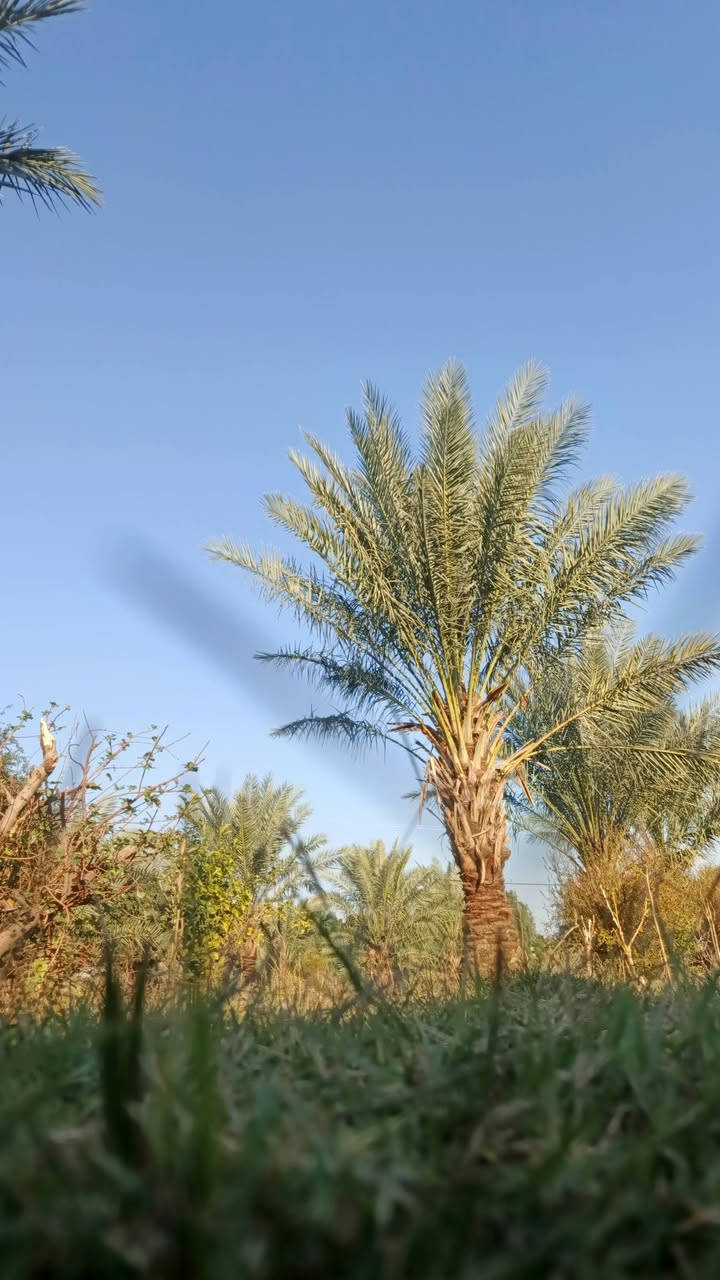 سلام عليكم بيت للبيع طابوك خريطه حلوه ومرتبه بناءحديث مساحة البيت الكلي 200متر مع بستان 60نخله مثمره دونم ونصص
البيت يتكون من. 
ثلاث غرف نوم 4×5
هول 4×11
مطبخ خارجي 
استقبال 4×6 داخليه
واستقبال خارجيه 4×9
مع حديقه 70متر 
الاستفسار يرجى الاتصال ***********
#البسروكيه
(جنس الارض قريه) تعهد
