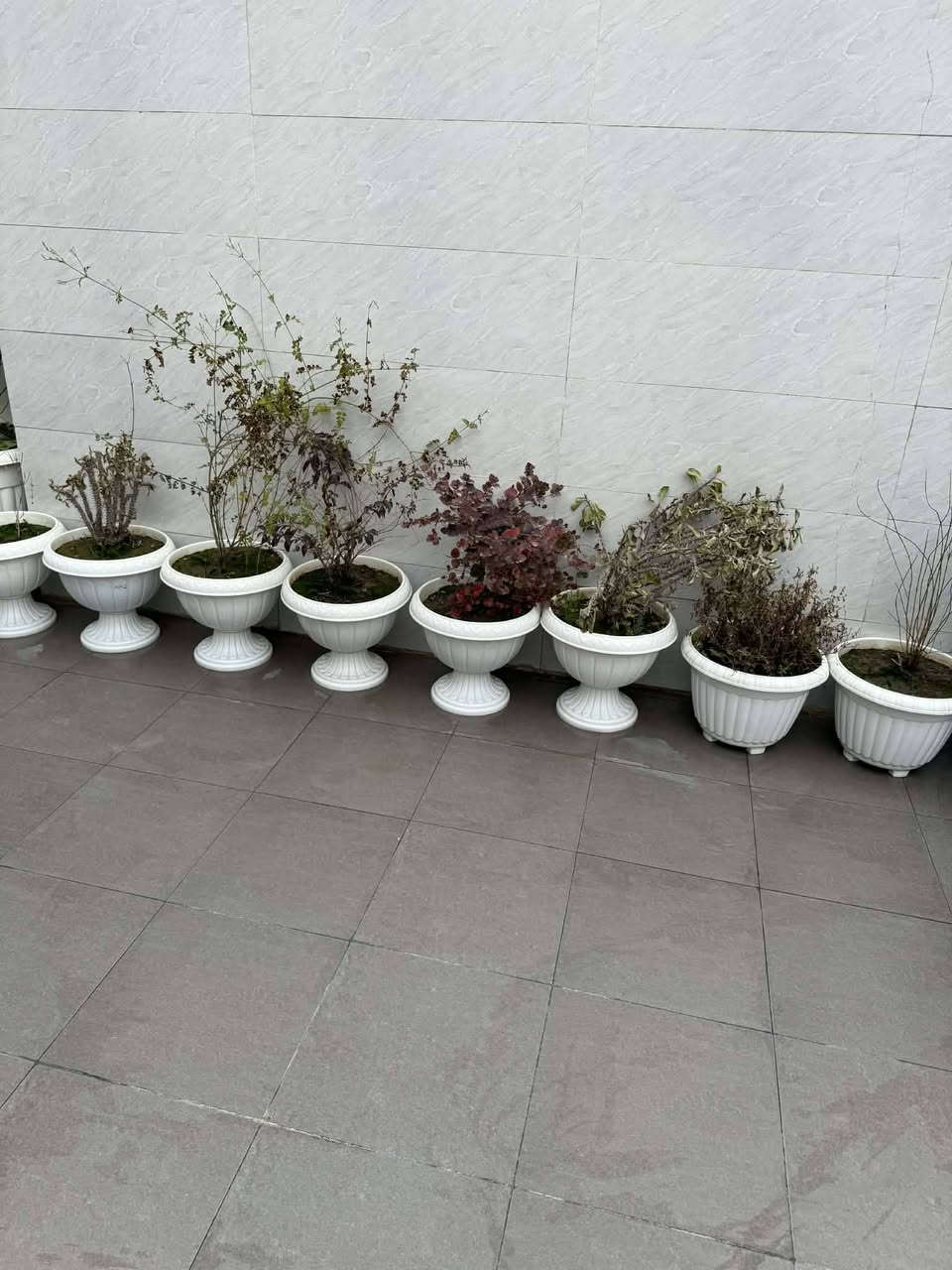 قحوفي للبيع مع الغمل وزرع وقحف الواحد ب٧


**إذا كنت صاحب هذا الإعلان وتريد حذفه لأي سبب، رجاءا أرسل رسالة إلى الدعم الفني**