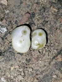 سليماني • عطف قديم