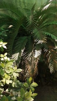 عندي نبته السايكس أحجام مختلفه اريد ابيعها ٠٧٧١١١٥٠٢٠٥ هذا الرقم للي ي...