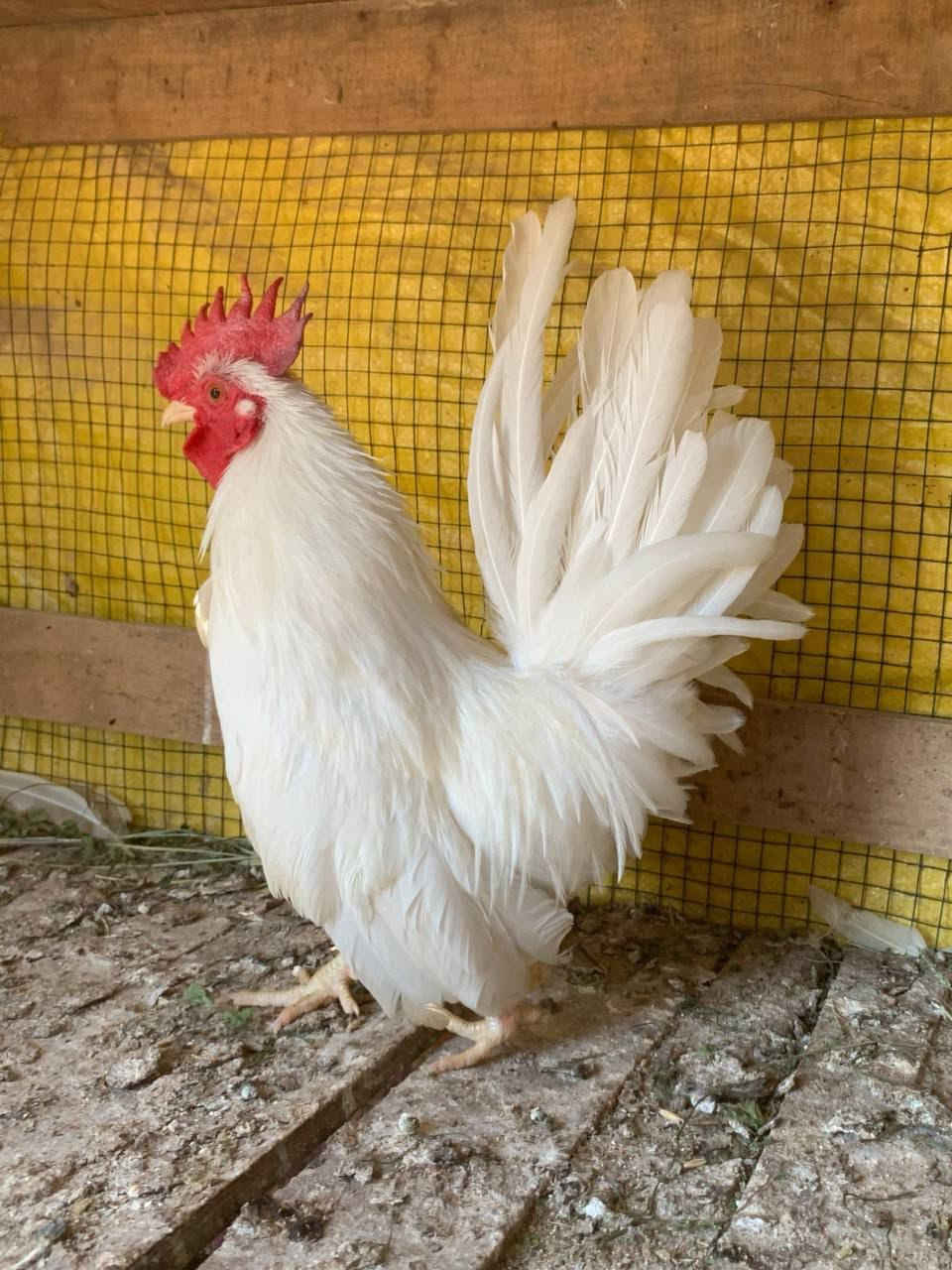 متاحح ديك زاحف مستوى حلو سع ر 55 وبي مجال بسيط مكاني الشيخ حمد ✨🤓


**إذا كنت صاحب هذا الإعلان وتريد حذفه لأي سبب، رجاءا أرسل رسالة إلى الدعم الفني**