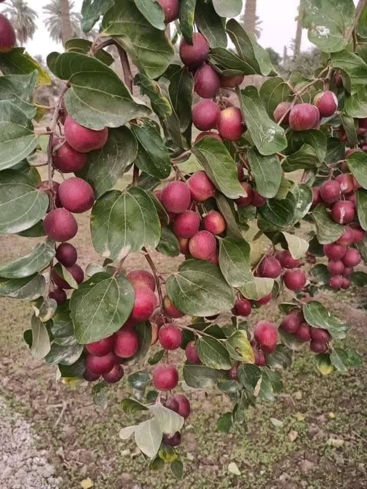 🌿 على بركة الله 🌿
جاهزين لتطعيم كافة أنواع السدر
(صغير أو كبير) بدقة واحتراف 🌱
(تفاحي 🍎 – باكستاني 🇵🇰 – زيتوني 🫒) 🌳
✨ عمل مضمون وخبرة مميزة
📞 للحجز والاستفسار 
***********
***********
