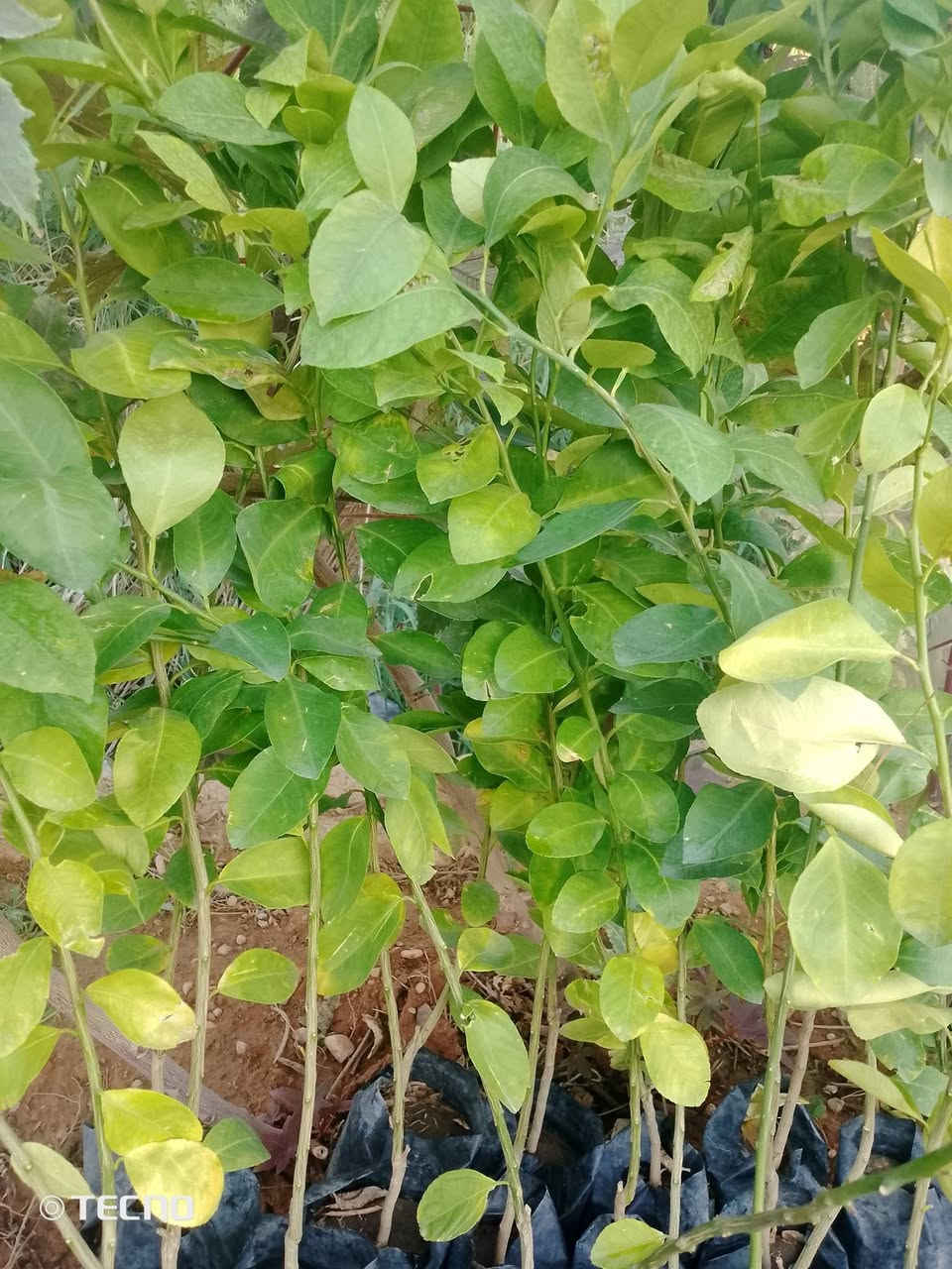 الليمون العراقي🍋
فاكهة النومي حامض من أجود أصناف الليمون على مستوى العالم،

اشجار ليمون  عراقي مثمر  (  مطعم على ناارنج )
تستطيع زراعتها الان

الليمون االاخضر االعرااقي   

ارتفااع  الشتله  1.20-1 متر 
السعر  :  3500 دينار 
السعر / ثلاثة الف ونص

عنوان / تقاطع سبعه نيسان داخل


**إذا كنت صاحب هذا الإعلان وتريد حذفه لأي سبب، رجاءا أرسل رسالة إلى الدعم الفني**