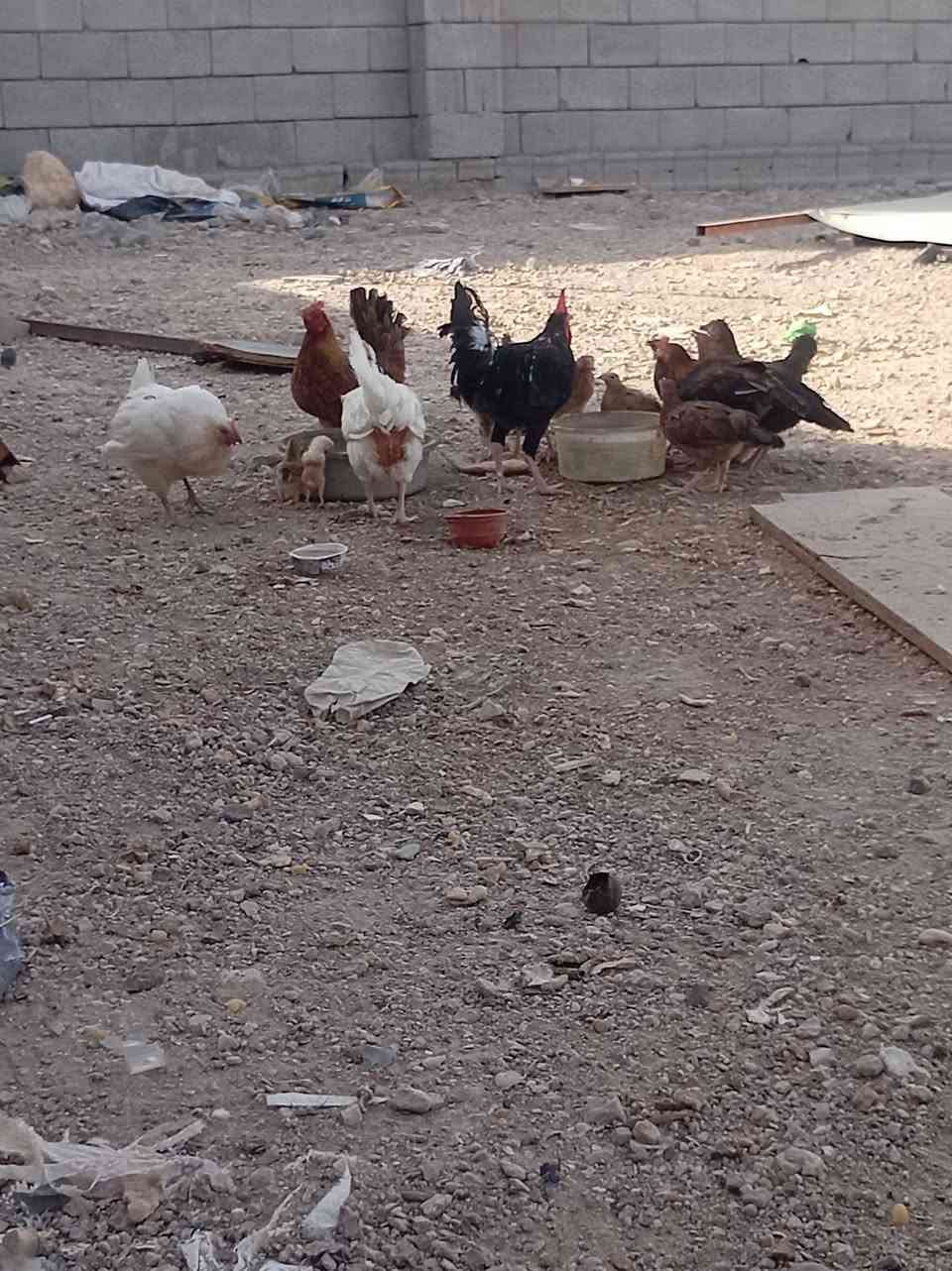 دجاج أصلي البيع 200 ألف ***********
