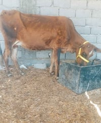 هولندية حامل • سمنتال حامل • فحص بيطار