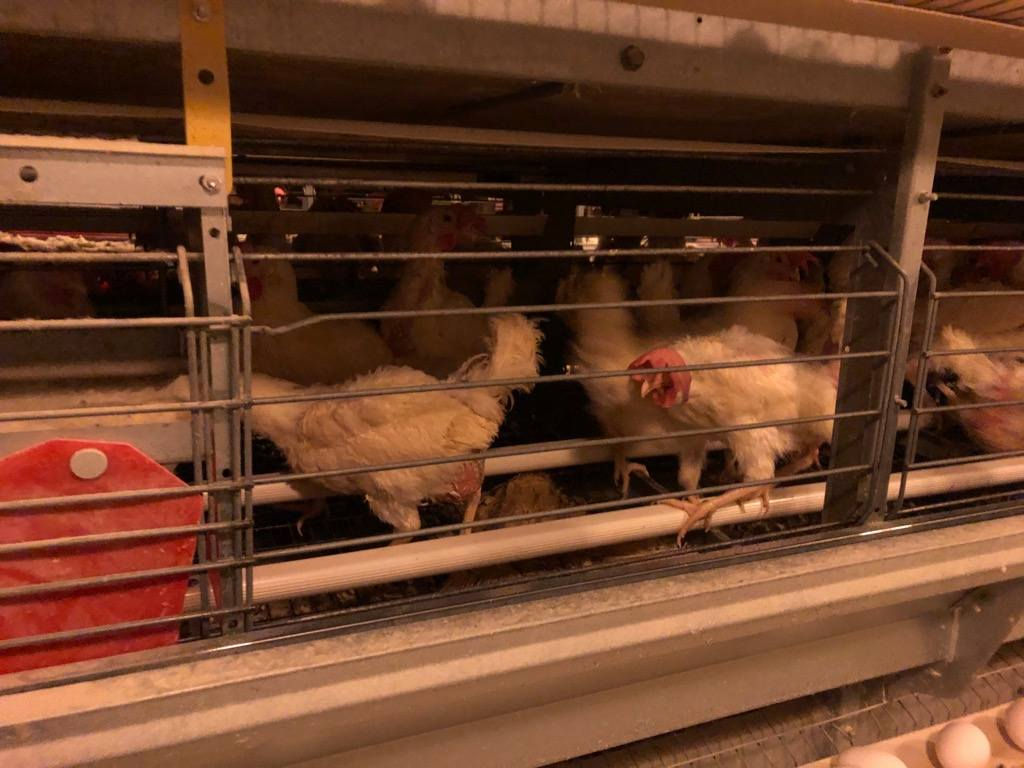 السلام عليكم
 يوجد لدينا حقول دواجن المانيا للبيع بسعر مناسب
سعت كل حقل ٢٠ الف طير 
العنوان النجف كوفه البوحداري
اتصال ***********
