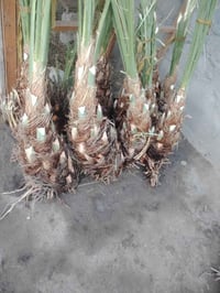 نخيل • برحي • بابل