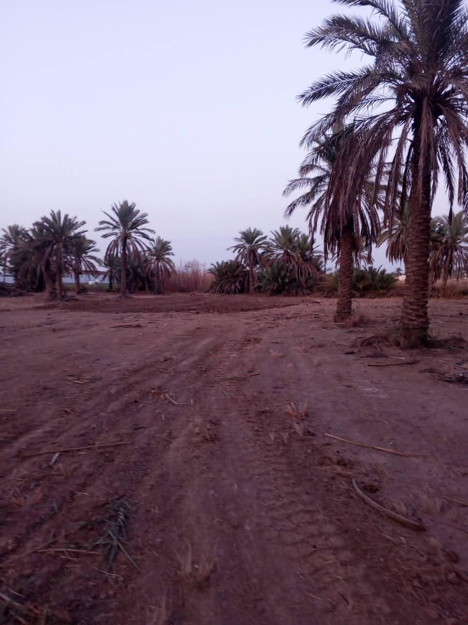 السلام عليكم اخوان عندي أرض طابو زراعي سند 25 مساحتها 8دونم أو اربعة أو حسب الطلب كاملة الخدمات من تبليط وكهرباء وماء اسالة وماء سقي في منطقة اليوسفية بئر الحمام
تبعد عن سريع الدولي 7دقائق
تبعد عن مركز الناحية 5دقائق
الأرض تصلح للاستثمار والزراعة واي مشروع 
موقعها جيد في اليوسفية بئر الحمام الشارع الثاني
سعر الدونم الواحد 63 مليون وبيه مجال كلش قليل
للأستفسار اكثر الاتصال على الارقام 
***********
***********
او واتس اب على الارقام اعلاه
