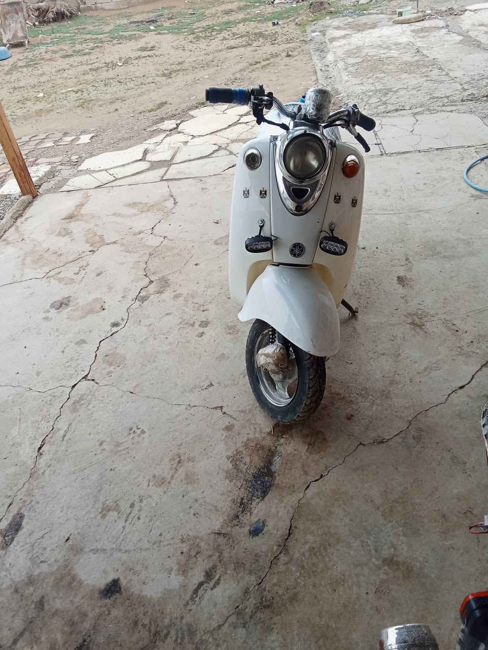 البيع عبد الحليم شرط شغال اي عيب ما بي كل شغال السعر 250 بي مجال مكان كركوك قريت  جردغلي ***********
