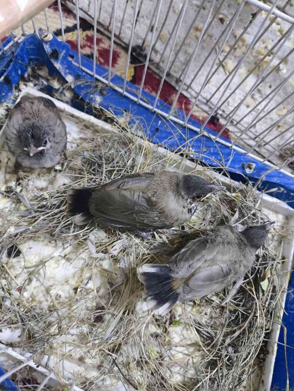 متاح بلابل 3 ليفات فول ونظاف ***********مكانهن نعمانيه سعرهن 40 قفلهن
