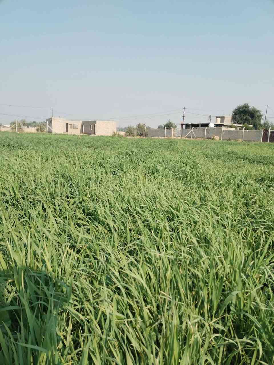 السلام عليكم ارض للبيع صالحه السكن مع كافة الخدمات تبليط مع كهرباء مع ماء اساله مع  بئر سقي المساحة ٣ونص دونم الرض مسيجه بيئارسي بل كامل العنوان بغداد جسر ديالى الجديد منطقة الكرغوليه خلف معمل الغاز الاتصال على الرقم ***********
