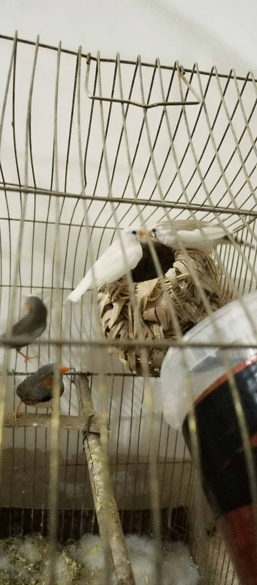 سلام عليكم
متوفر زوج ببغاء درة منتجات بسعر مناسب ومتوفر زوج غنادير منتجات مثل ما واضح كدامكم ومتوفر بلبل فول تغريد جاهز للتزاوج زايف ومتوفر زوجين فناجس الاسعار تنافسية وسبب البيع ( ما فارغ الهن ) للتواصل خاص او إتصال على الرقم التالي ***********
