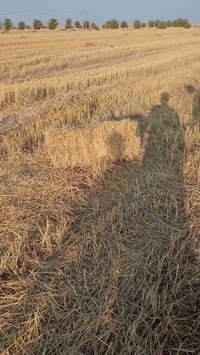 كبسة تبن • مكان بحر • نجف