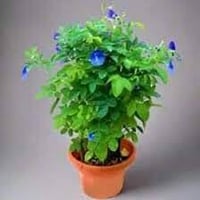 بذور متسلق • شاي أزرق • توصيل