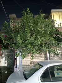 بيت 100 متر قاطين معزولات لفوك نفس جوه كاشي سيراميك كله كامل بي نواقص ...