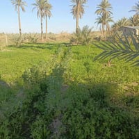 دونم ونص • طابو زراعي • كربلاء أبو سمند